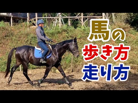 , title : '馬の走り方・歩き方/リズムを知ろう'