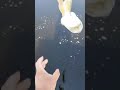 Video Thumbnail for Catch and Release  a Pike #short #subscribe #fishing #shorts