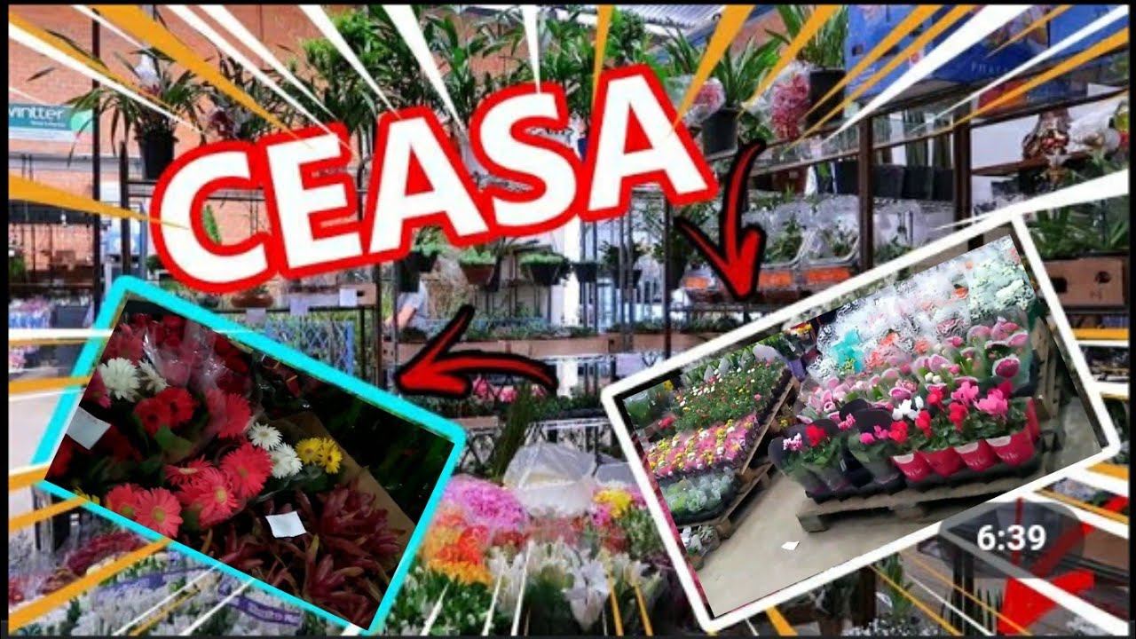 FOMOS NO CEASA DE CURITIBA!!! (🔴TEM MUITAS FLORES)