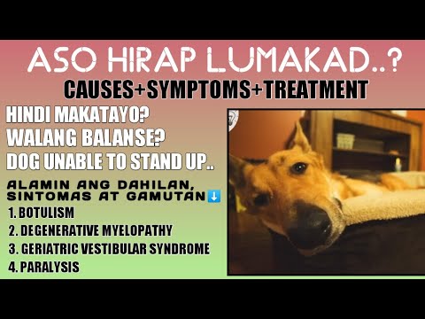 HINDI MAKATAYO O MAKALAKAD ANG ASO? DOG CAN'T STAND OR WALK | PARALYSIS IN DOGS | PHiLINSIGHT SESETV