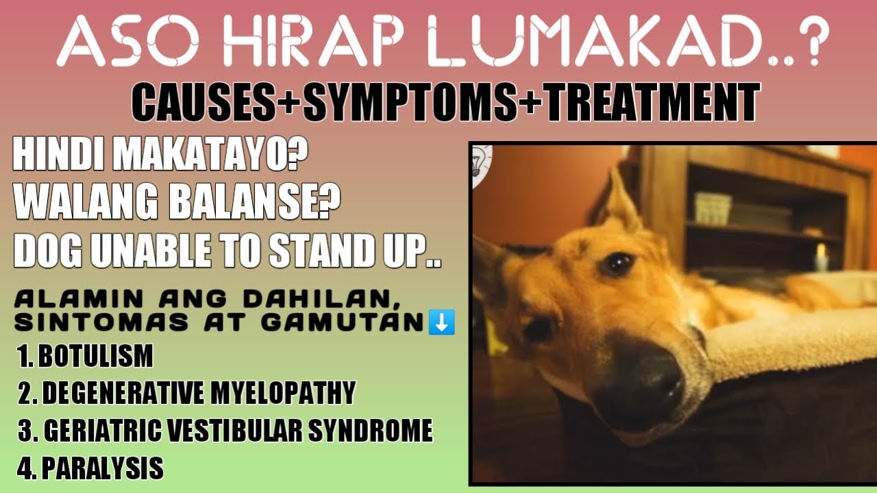 Putar video BAKIT HINDI MAKATAYO O MAKALAKAD ANG ASO DOG CAN'T STAND OR WALK | PARALYSIS IN DOGS | PARALISADO | sekarang BAKIT HINDI MAKATAYO O MAKALAKAD ANG ASO DOG CAN'T STAND OR WALK | PARALYSIS IN DOGS | PARALISADO |