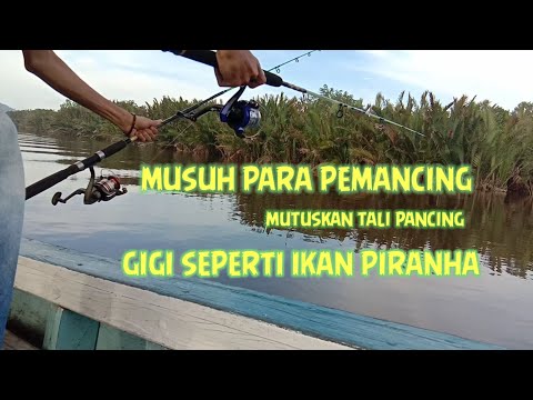 Kesal dengan ikan ini mutuskan tali pancing!!! Hati-hati kalau ketemu dia!