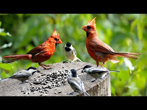 Cat and Dog TV: Birds Sing in Summer Woods
