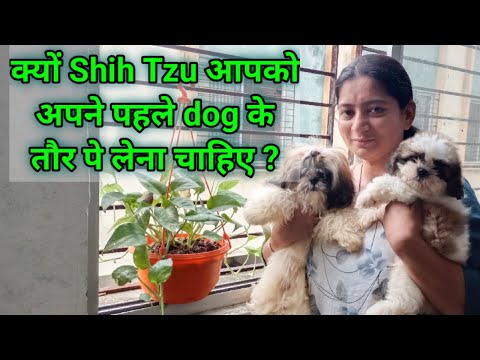 Cheapest puppies in Surat, Dog market with KCI paper | shih tzu puppies