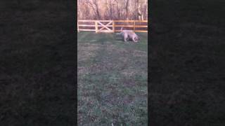 &quot;Wild One&quot;  by Those Darlins