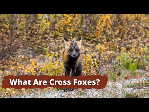 What is a Cross Fox? Cross Foxes Explained