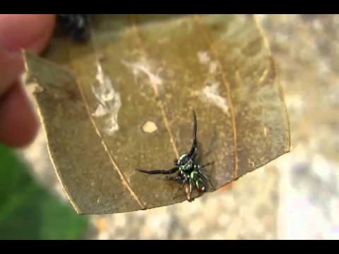 A Short Clip of some Sparring Fights Featuring H1, H6, H7, H9 and L7.