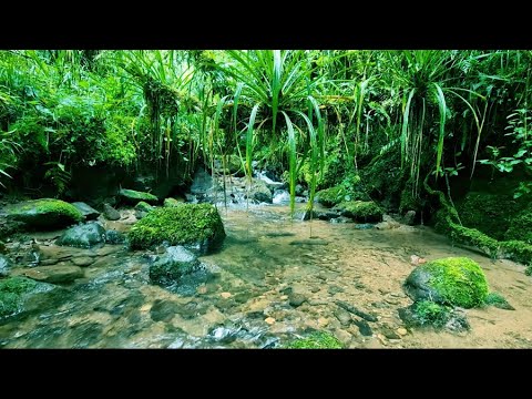 Beautiful Melodies of Birds and Gentle Stream Sound in the Mountain Forest