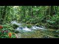Beautiful Melodies Of Birds Peaceful Forest Stream Sound Stress Relief Relax Sleep