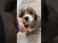 Mini Bernedoodle dogs for sale: Callie - Video 1