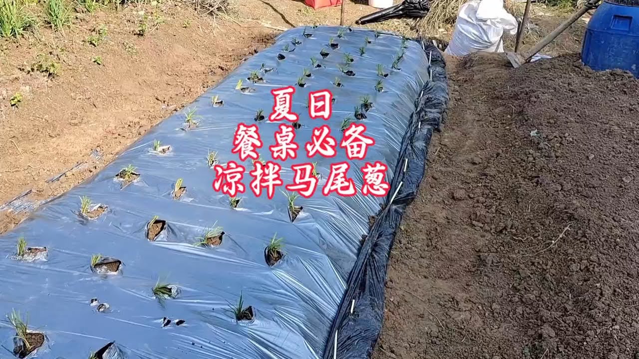 就为一口吃的，每天都在奔波劳碌！#我的小菜园 #一分耕耘一分收获 #三农 #抖音助农 #马尾葱头