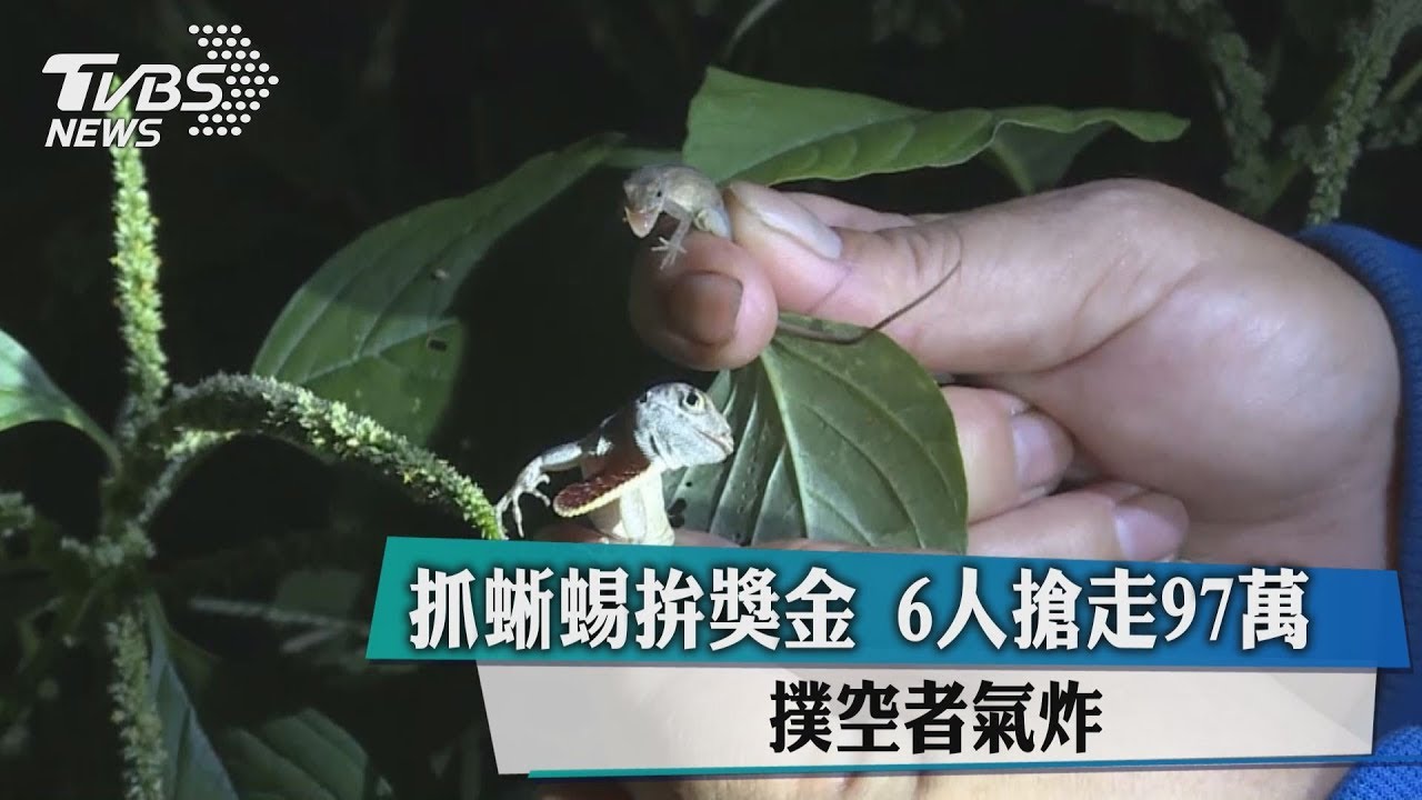 抓蜥蜴拚獎金!6人搶走97萬 撲空者氣炸