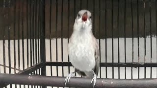 Download lagu AMAZING!!!KECIAL KOMBO CUCAK KOMBO GACOR NGEBREN RAPAT!!COCOK UNTUK MASTERAN BURUNG BAHAN mp3