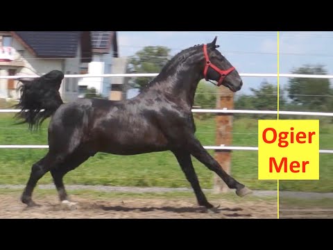 Konie Śląskie u Państwa Kampka - Ogier Mer