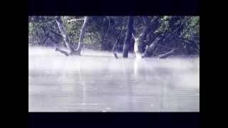 Dark peaceful violin : Fog Song by Max Ablitzer