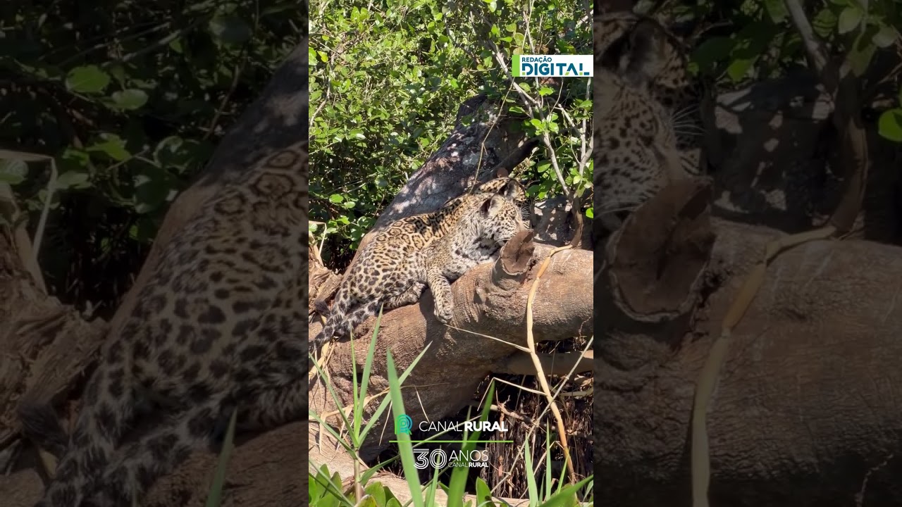 Mãe onça e filhotes encantam em aparição no Pantanal de Mato Grosso