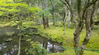 Experience a Spectacular Japanese Moss Garden