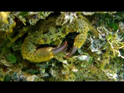 #Schnorcheln an der Küste von #Banjole #Istrien #Kroatien 2020 - Excursion