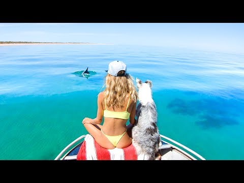 YBS Lifestyle Ep 41 - NYE | Spearfishing For Blue Bone | Amazing Sea Snakes And Dolphin