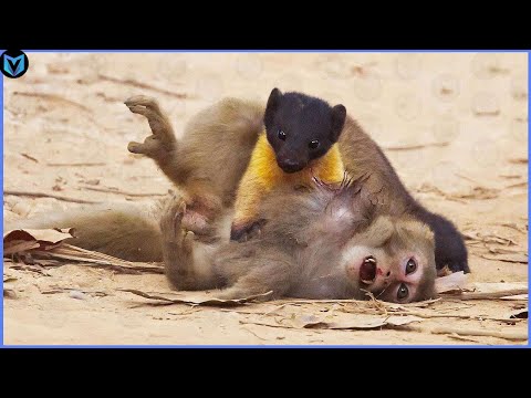 11 Most Amazing Marten Attacks Caught On Camera