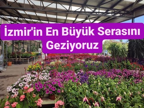 , title : 'İzmir'in En Büyük Serası Nema'yı Geziyoruz (Sardunya, Küpe Çiçeği, Ortanca, Pilea, Salon Bitkileri)'