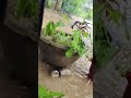 Viral Video Mera Bagicha
