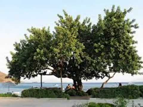 Ceratonia síliqua L.