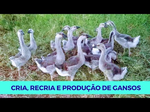 , title : 'Fases da Criação de Gansos: Cria ou Inicial, Recria e Produção ou Pré-Postura.'