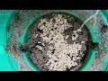 Citronella Ants Mistaken for Termites in Waretown, NJ