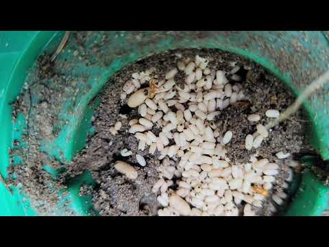 Citronella Ants Mistaken for Termites in Waretown, NJ