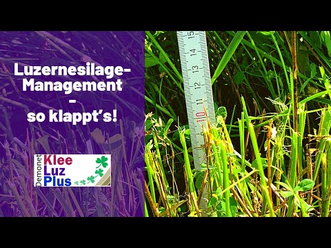 Luzerne silieren – Tipps und Tricks