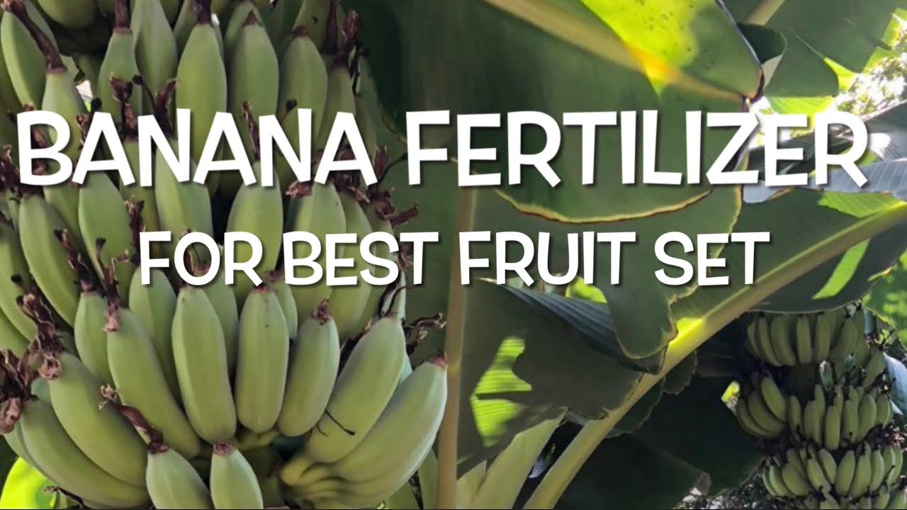 How Many Bunches of Bananas Per Tree A Comprehensive Guide Fruit Faves