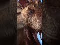 Narnia Dragon The Chronicles Of Narnia Shorts Narnia