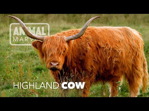 The Highland Cow: Scotland's Shaggy Snowstorm Survivor