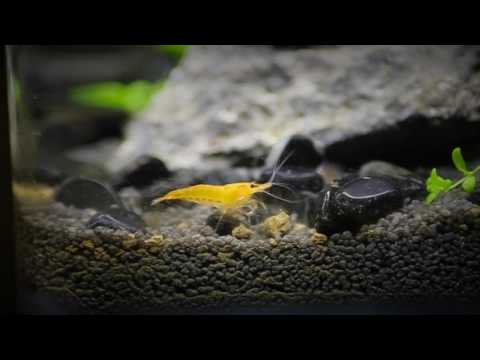 Watch Video on YouTube