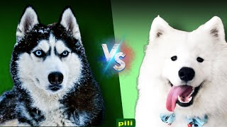 Samoyed vs Siberian Husky|Comparison of two specific breeds|which one is better🤔❄#dog