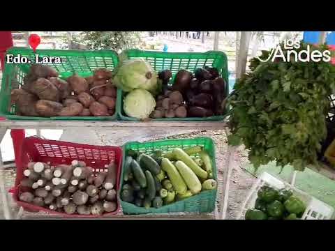 Feria del Campo Soberano en Morán #Lara 
