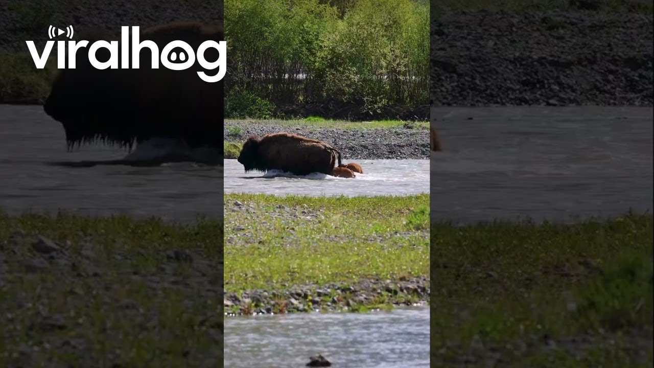 Newborn Bison Calf Swims Across Lamar River || ViralHog
