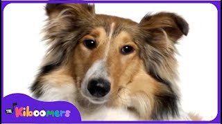 BINGO | Bingo Dog Song | Nursery Rhymes Songs | Kids Songs | The Kiboomers