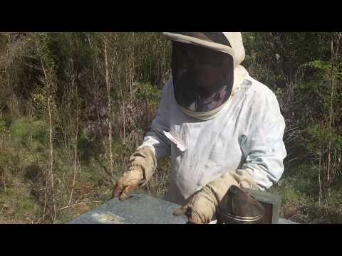 download lagu mp3 mp4 Tasmanian Honey Producers, download lagu Tasmanian Honey Producers gratis, unduh video klip Tasmanian Honey Producers