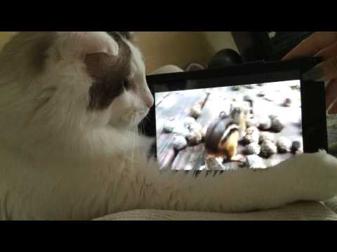 Kavi watches a video