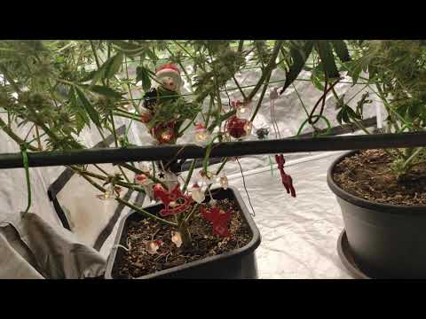 After 8 Og breed by Sumoseeds