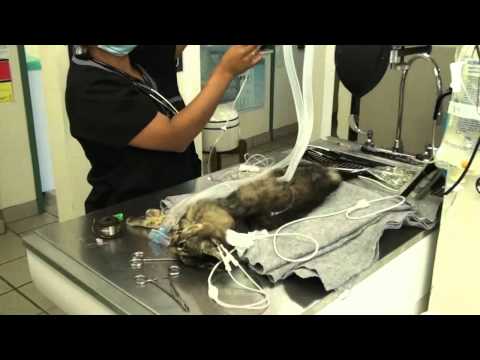 Cat With Broken Jaw: Anesthesia and Treatment