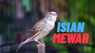 Download lagu CENGKOK ISIAN MEWAH FAVORITE 2026 ! MASTERAN KENARI ISIAN BLACKTHROAT GACOR MERDU ANDALAN mp3