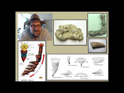 What are Cnidarians and what has their fossil record revealed about the history of life?