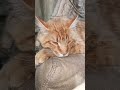 Медаль на выставке #юмор#кот#смешные котики.