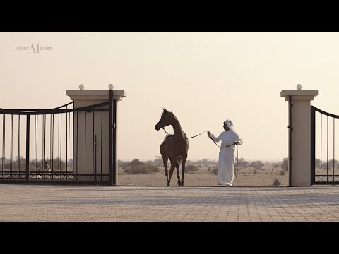 🇶🇦 MUDHAR STUD 🇶🇦 - Farm Video