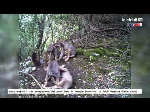 Telegiornale FVG  ore 12.30 del 7 Aprile 2022