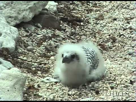 TropicBird - Chick