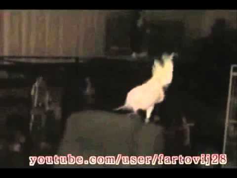 NAMSIRC CRISANTO FUNKY ANIMALS